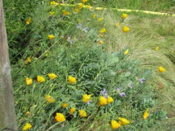 Image of Salvia hypargeia Fisch. & C. A. Mey.