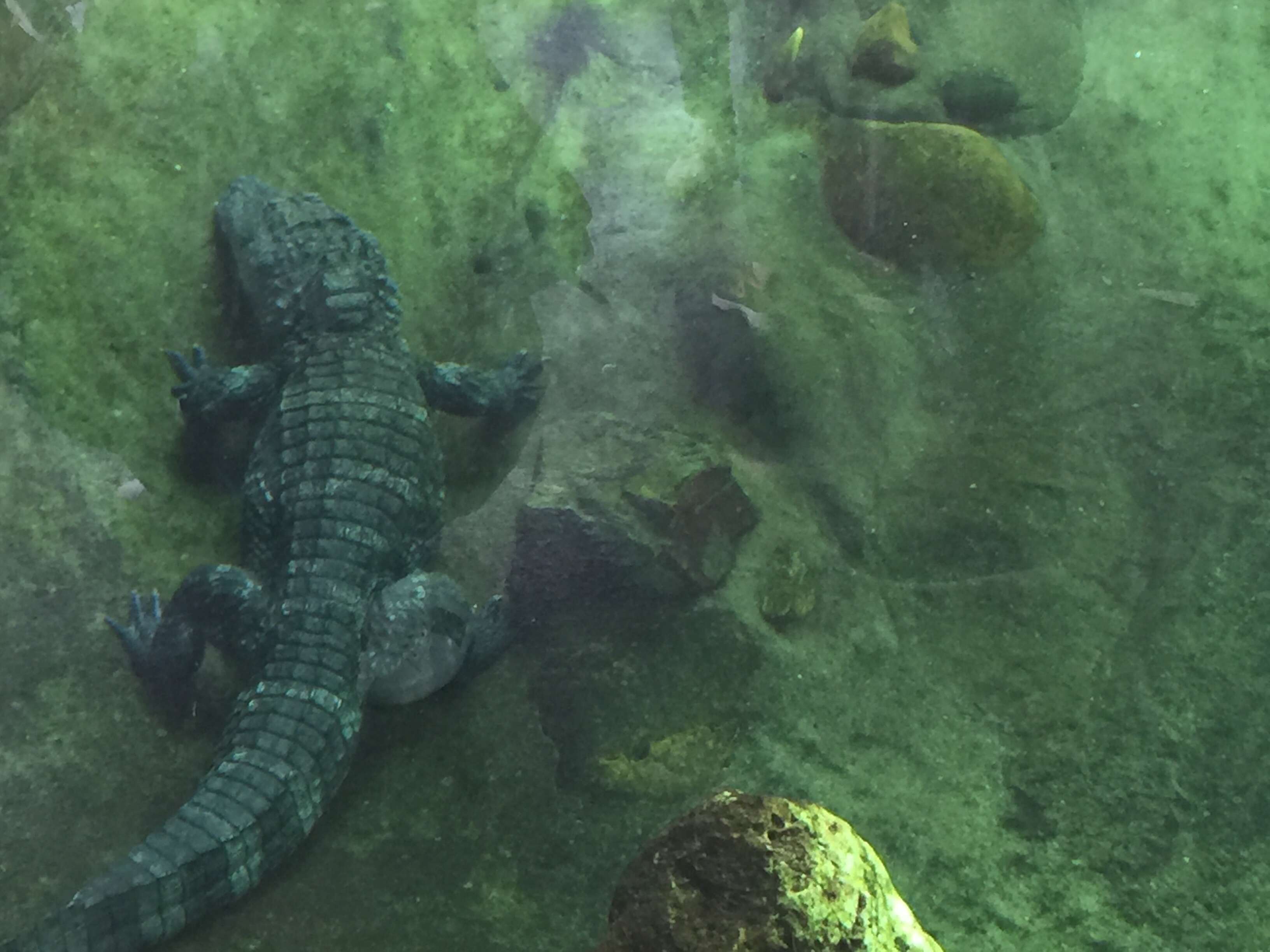 Image of Chinese alligator