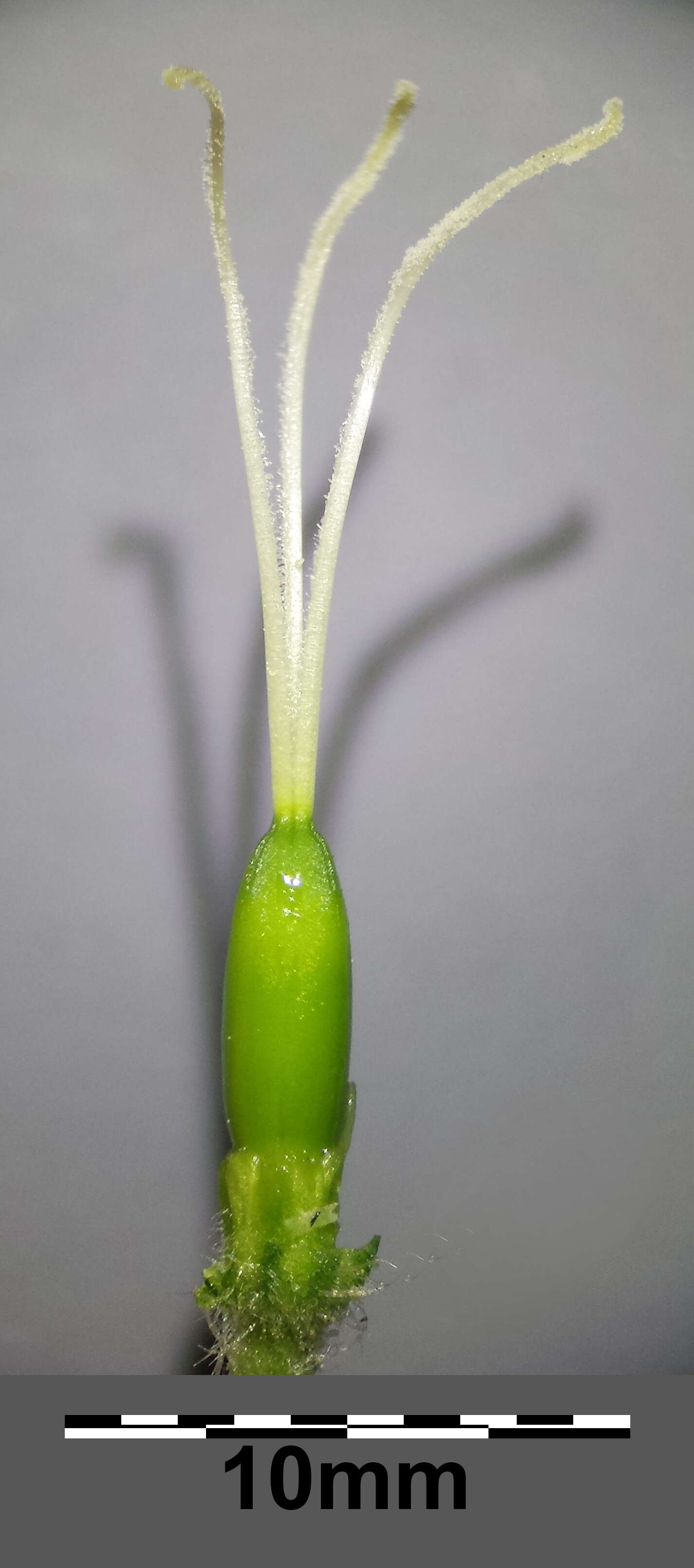 Imagem de Silene noctiflora L.