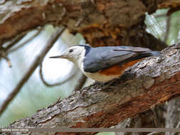 Слика од Sitta leucopsis Gould 1850