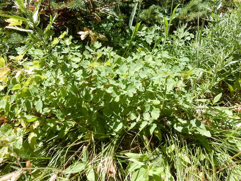 Image of western meadow-rue