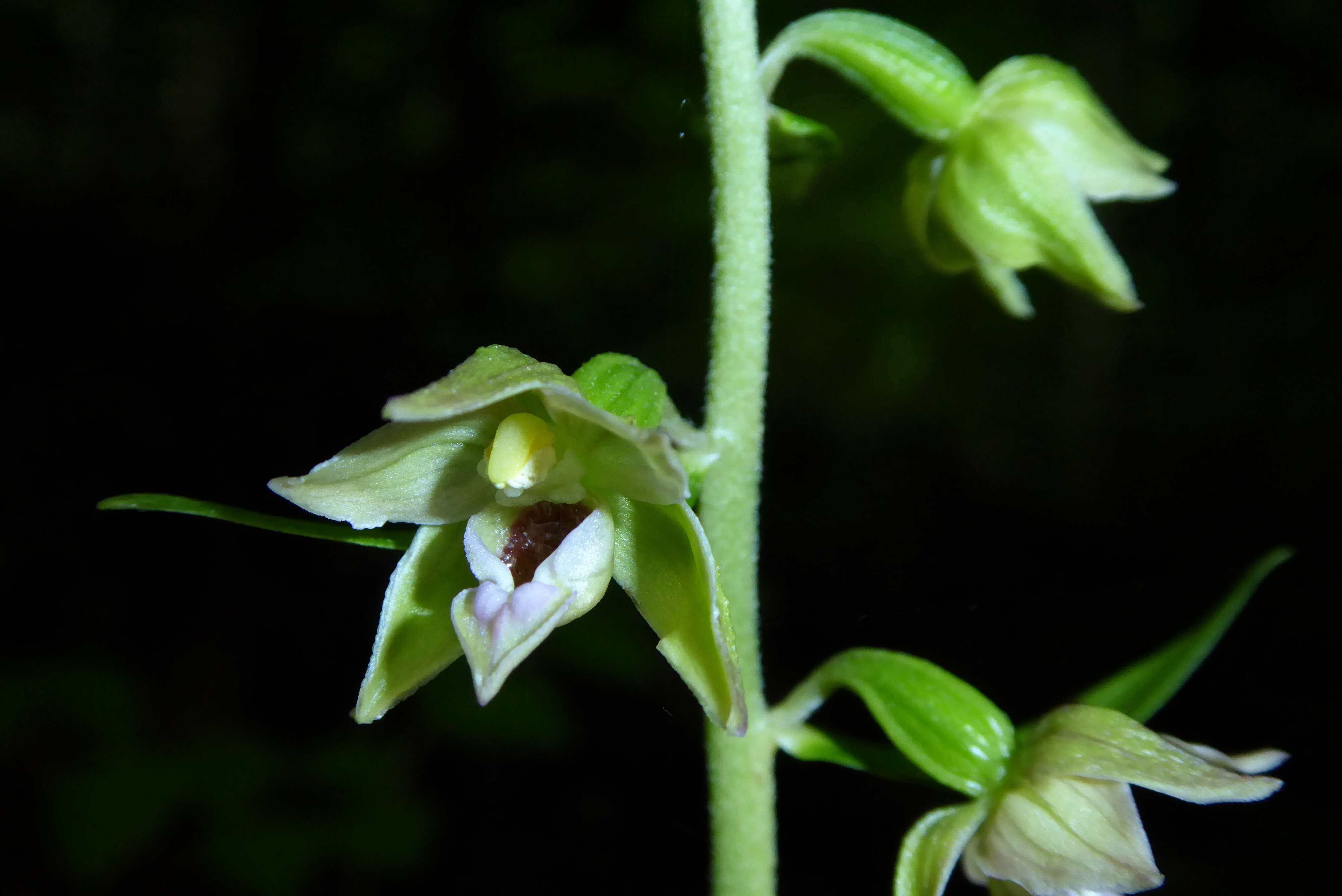 Image of Narrow-lipped helleborine