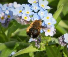 Image of Dotted bee-fly