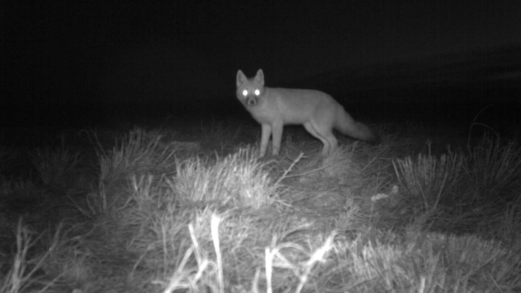 Image of swift fox