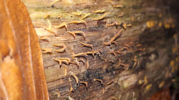 Image of Calocera cornea (Batsch) Fr. 1827