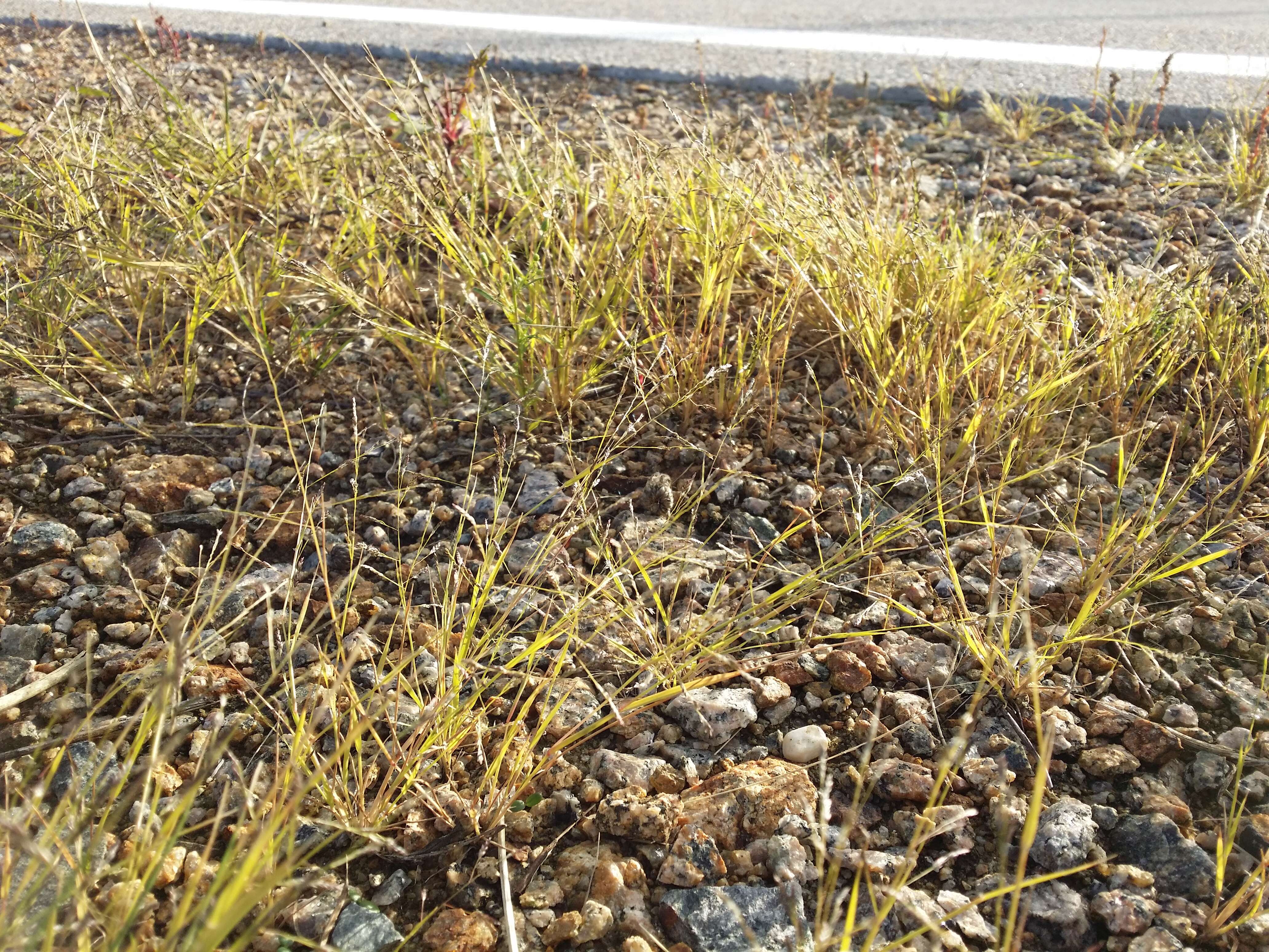 Image of Indian lovegrass