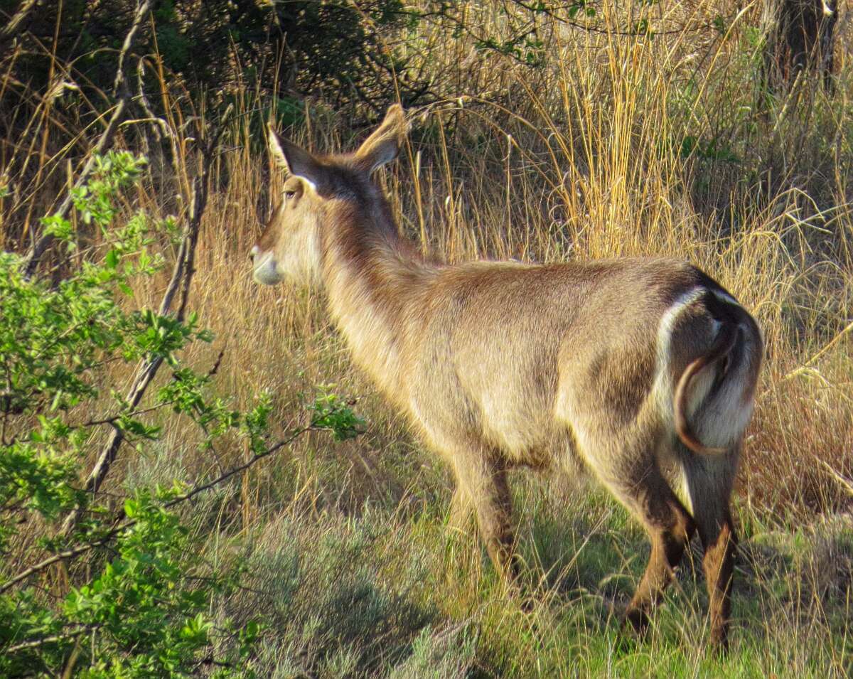 Image of Reduncinae