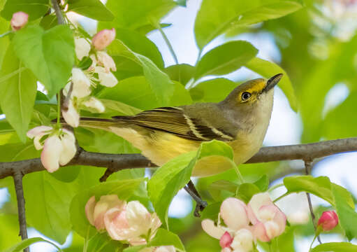 Слика од Vireo griseus (Boddaert 1783)