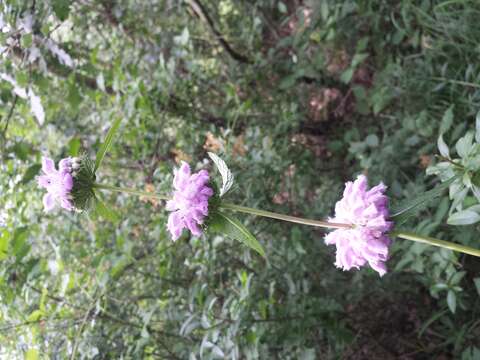 Слика од Phlomoides tuberosa (L.) Moench