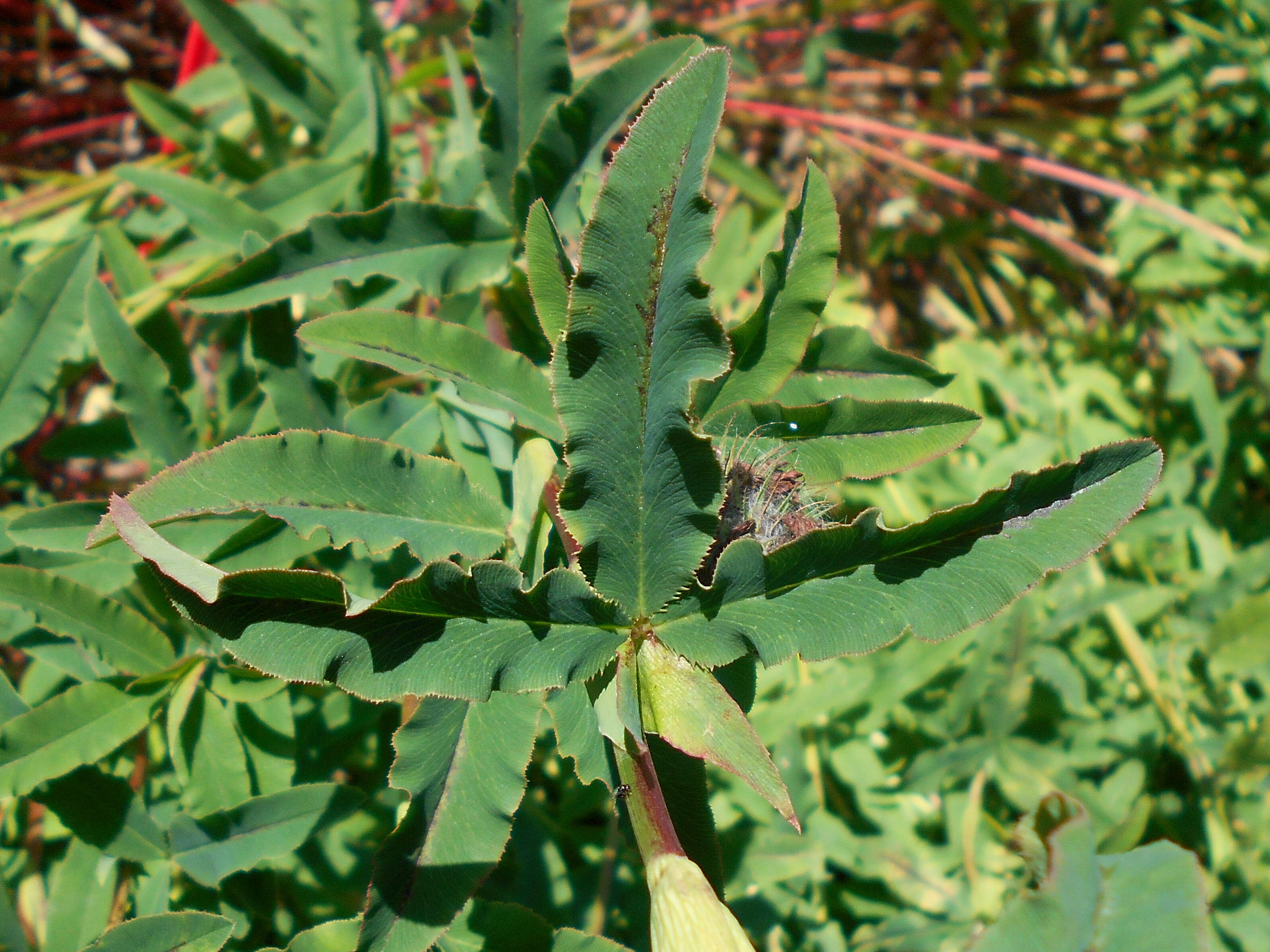 Image of Red Trefoil