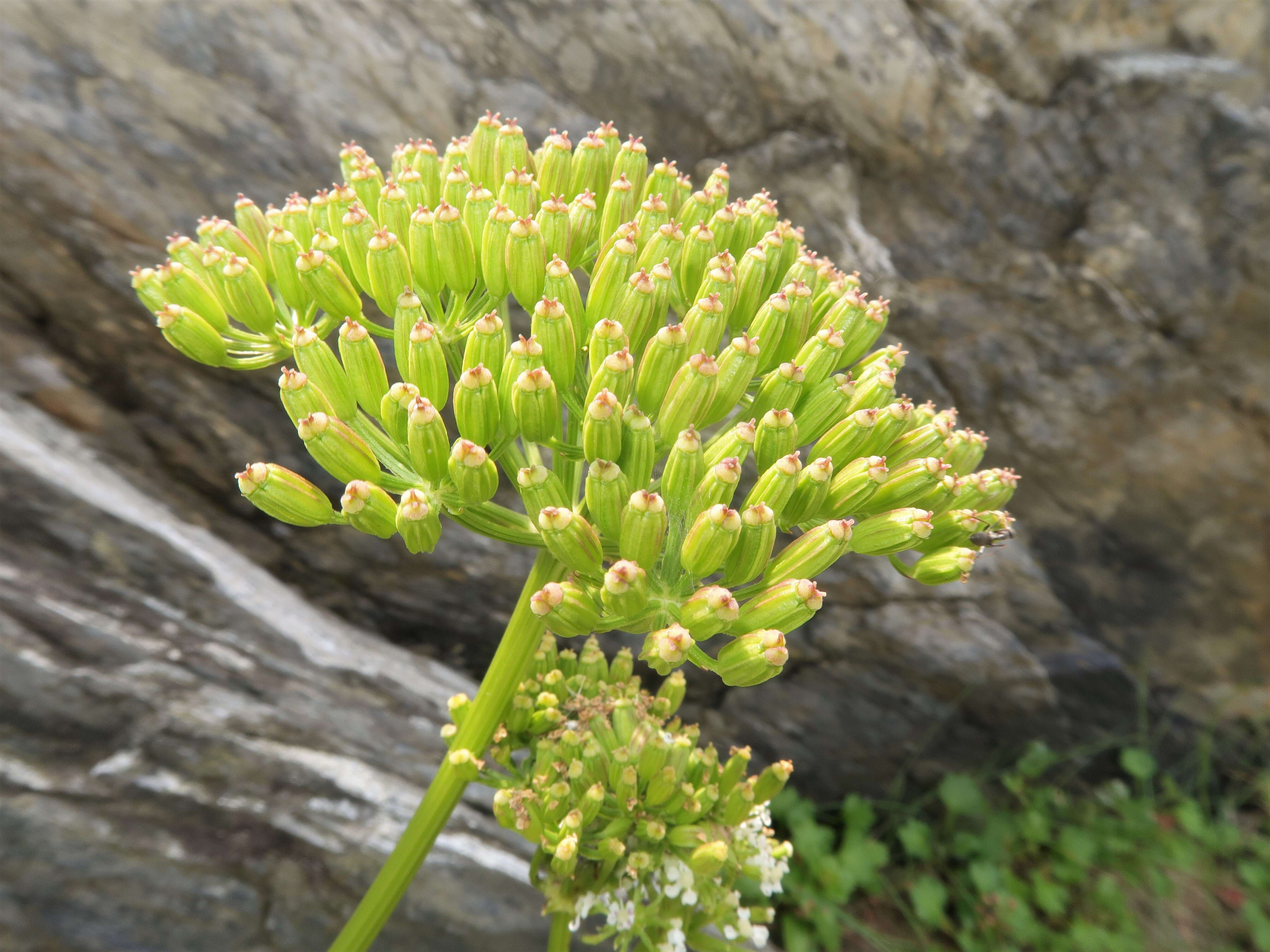 Ligusticum scoticum L. resmi