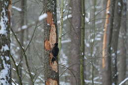 Image of Black Woodpecker