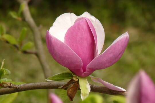 Image of Saucer magnolia