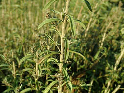 Image of perennial savory