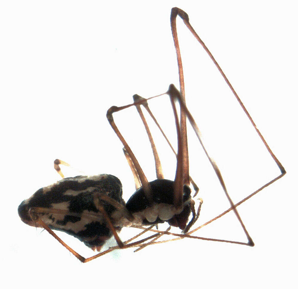 Image of cyatholipid spiders