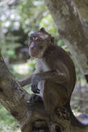 Image of Long-tailed Macaque