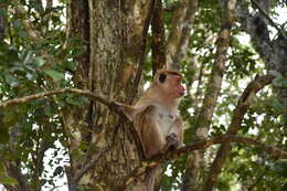 Image of Toque macaque