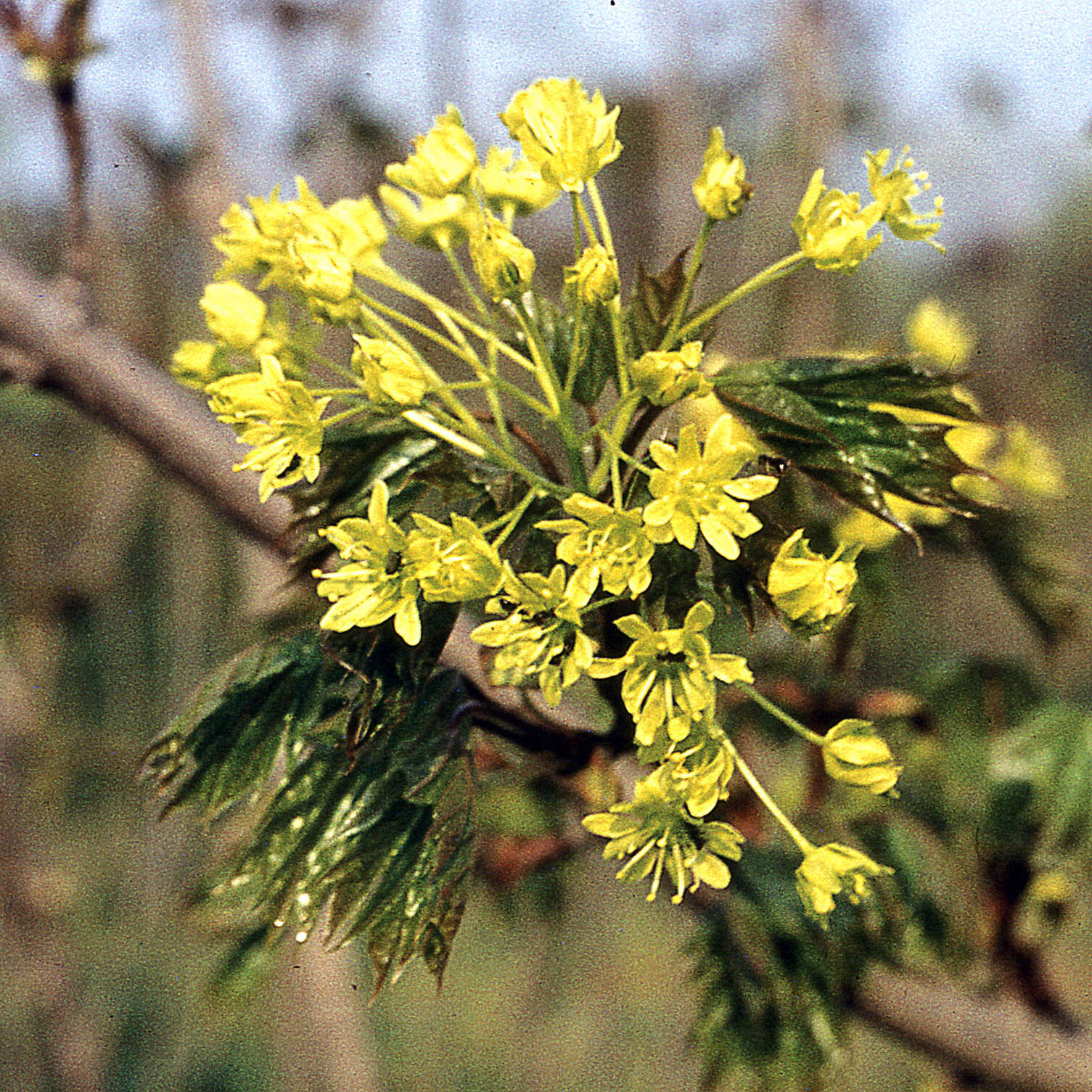 Sivun metsävaahtera kuva