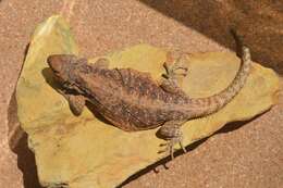 Image of Mountain lizards