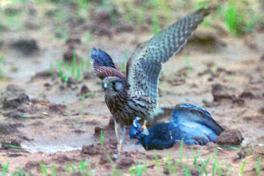 Image of kestrel, common kestrel