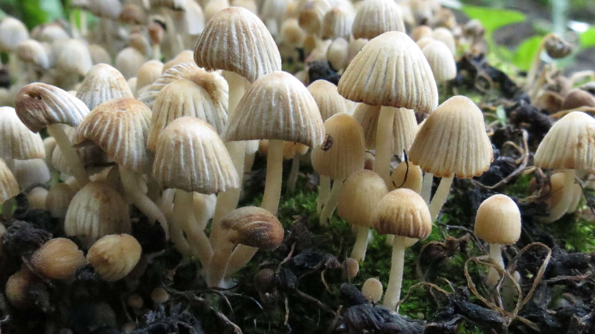 Image of Trooping Inkcaps