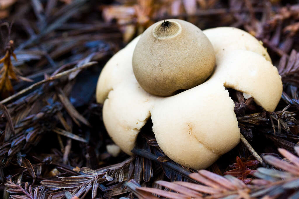 Image of Geastrum saccatum