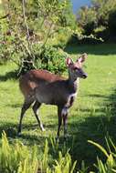 Image of Tragelaphus sylvaticus