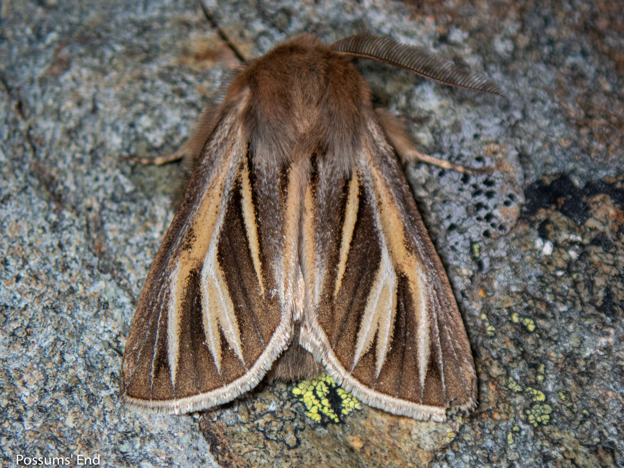 Image of Ichneutica ceraunias