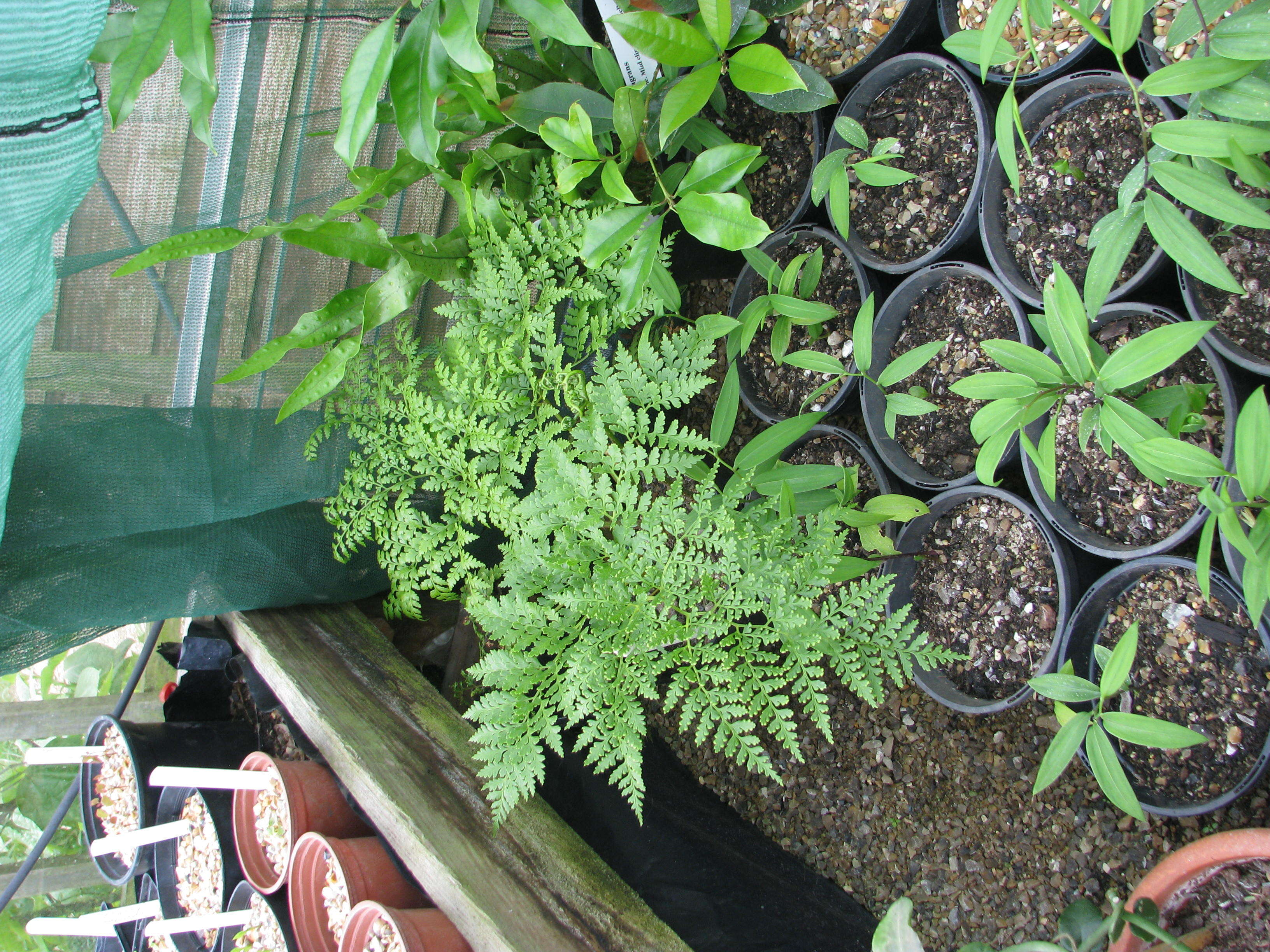 Image of Woolly Tree Fern