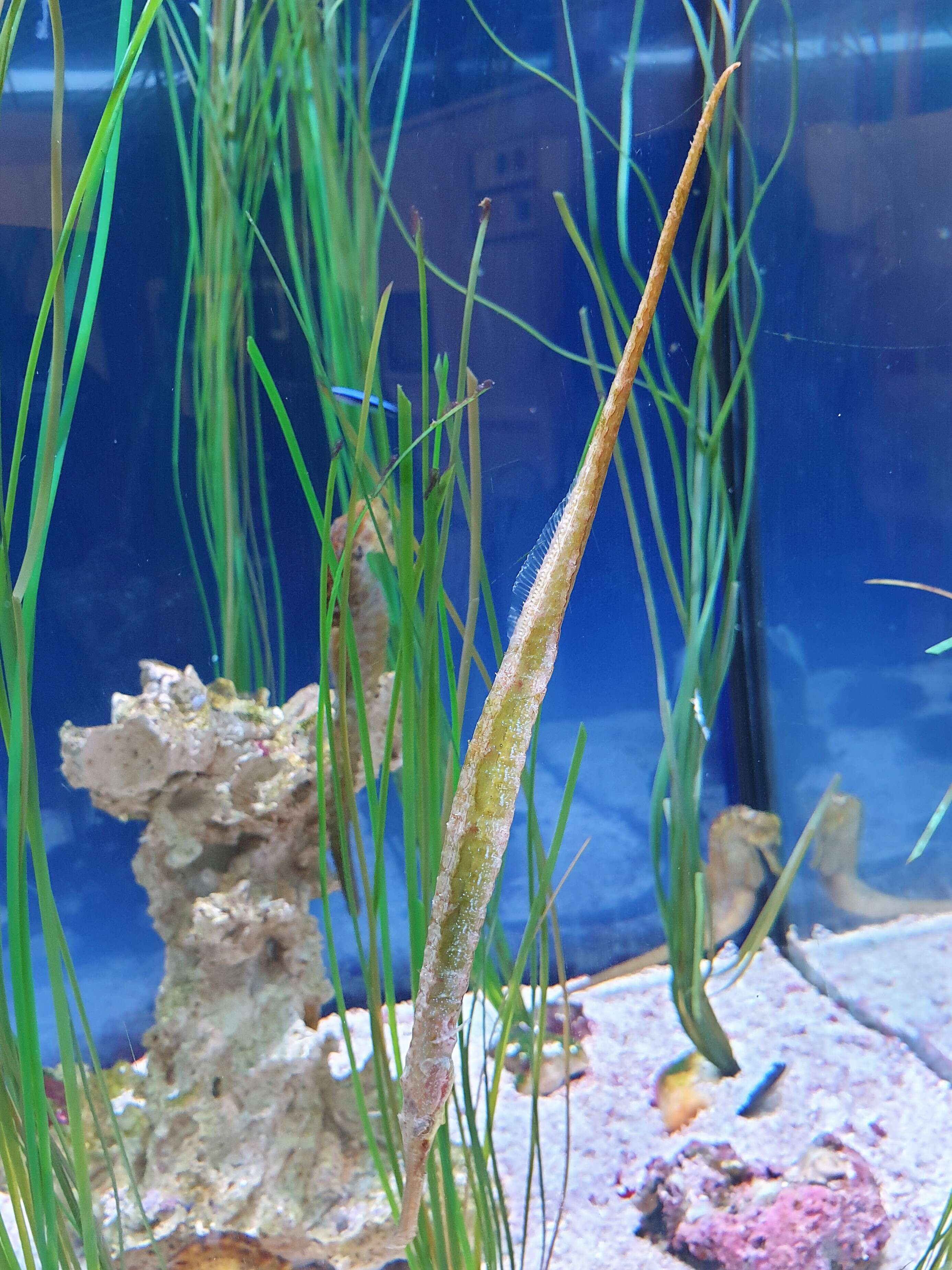 Image of Common Pipefish