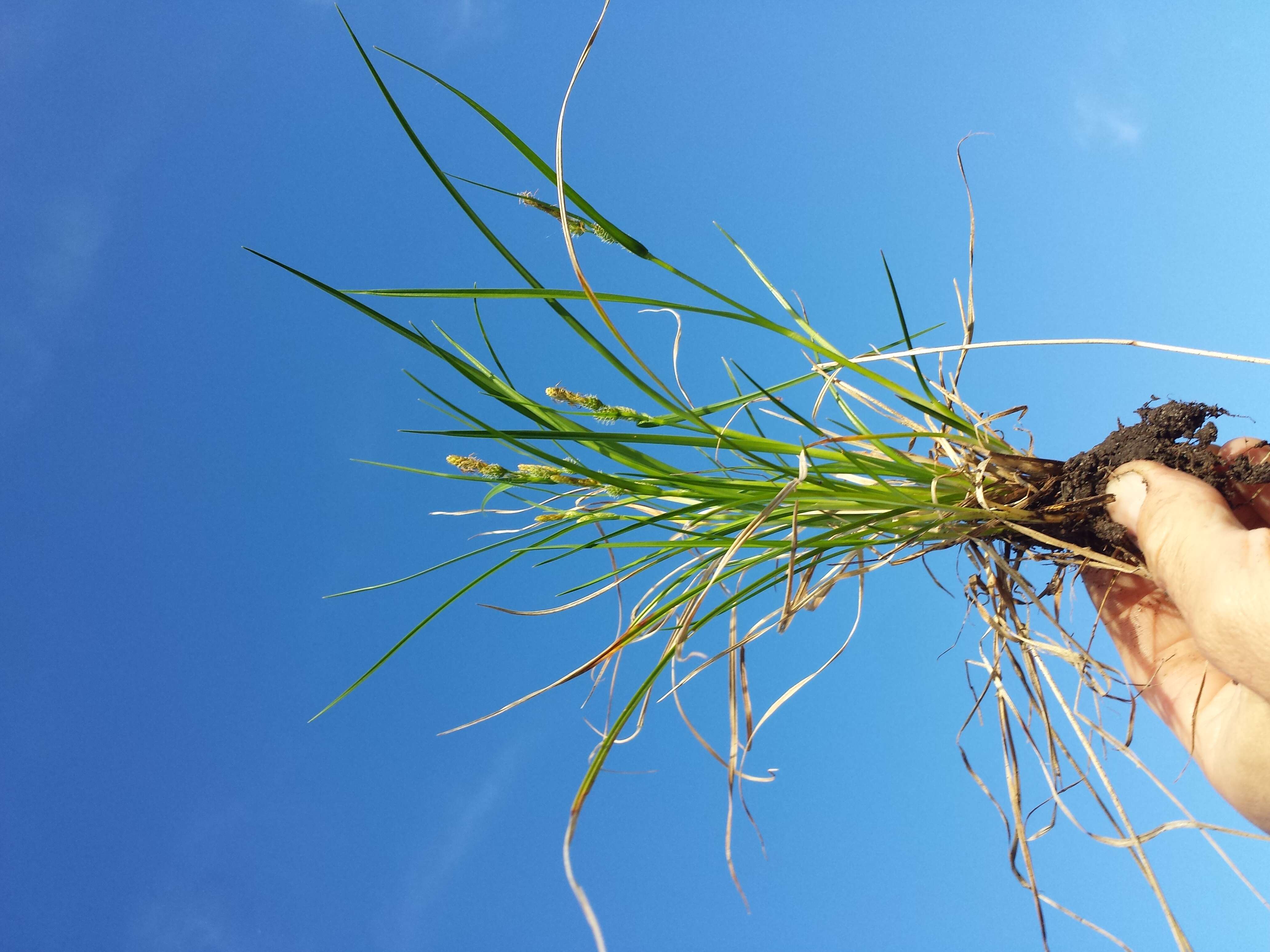 Image of Carex viridula