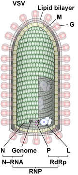 Image of rabies virus and relatives