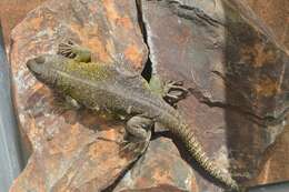 Image of Mountain lizards