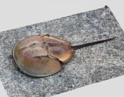 Image of Horseshoe Crab