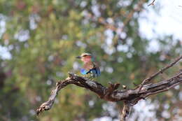 Image of Lilac-breasted Roller