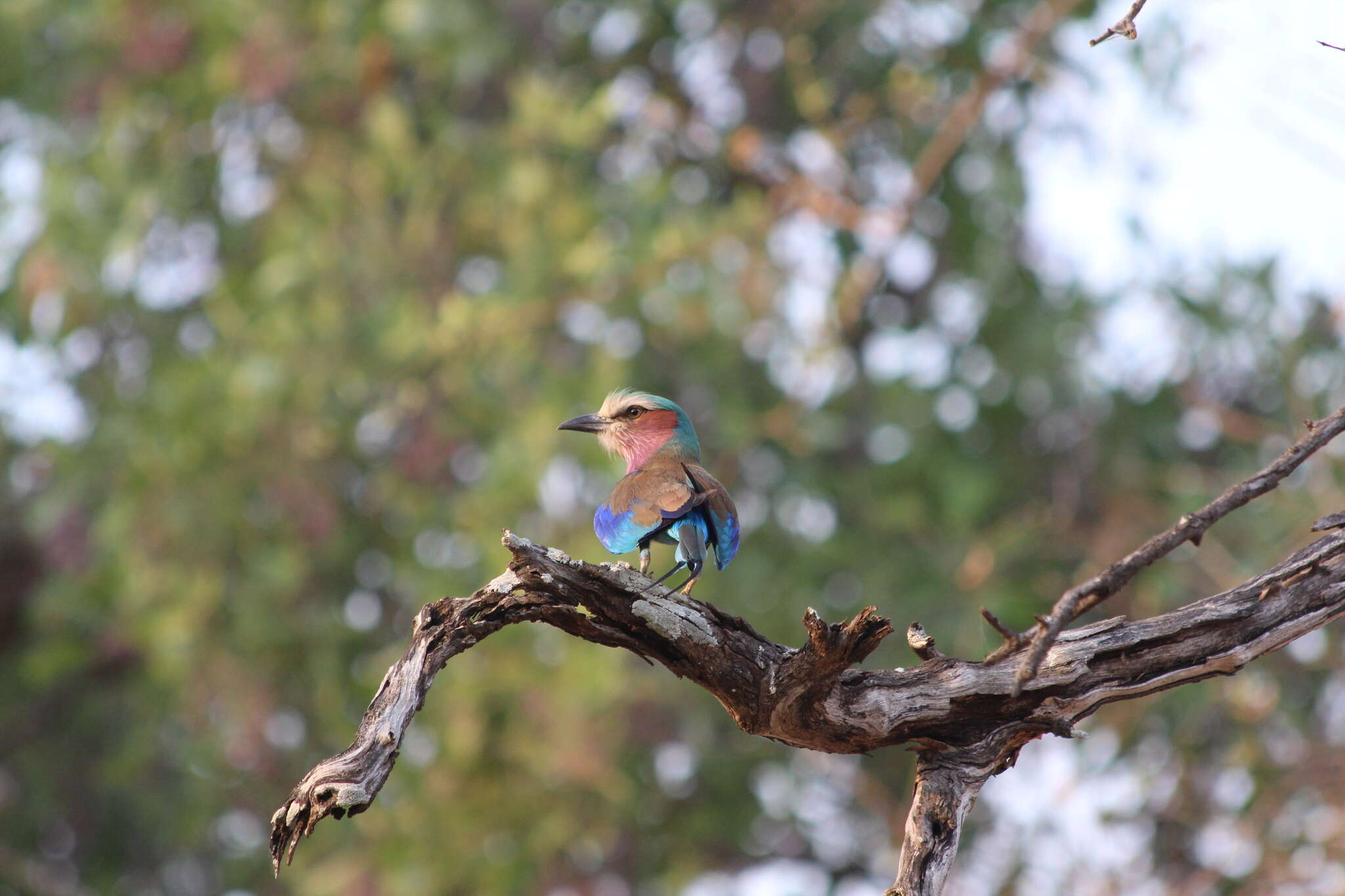 Image of Lilac-breasted Roller