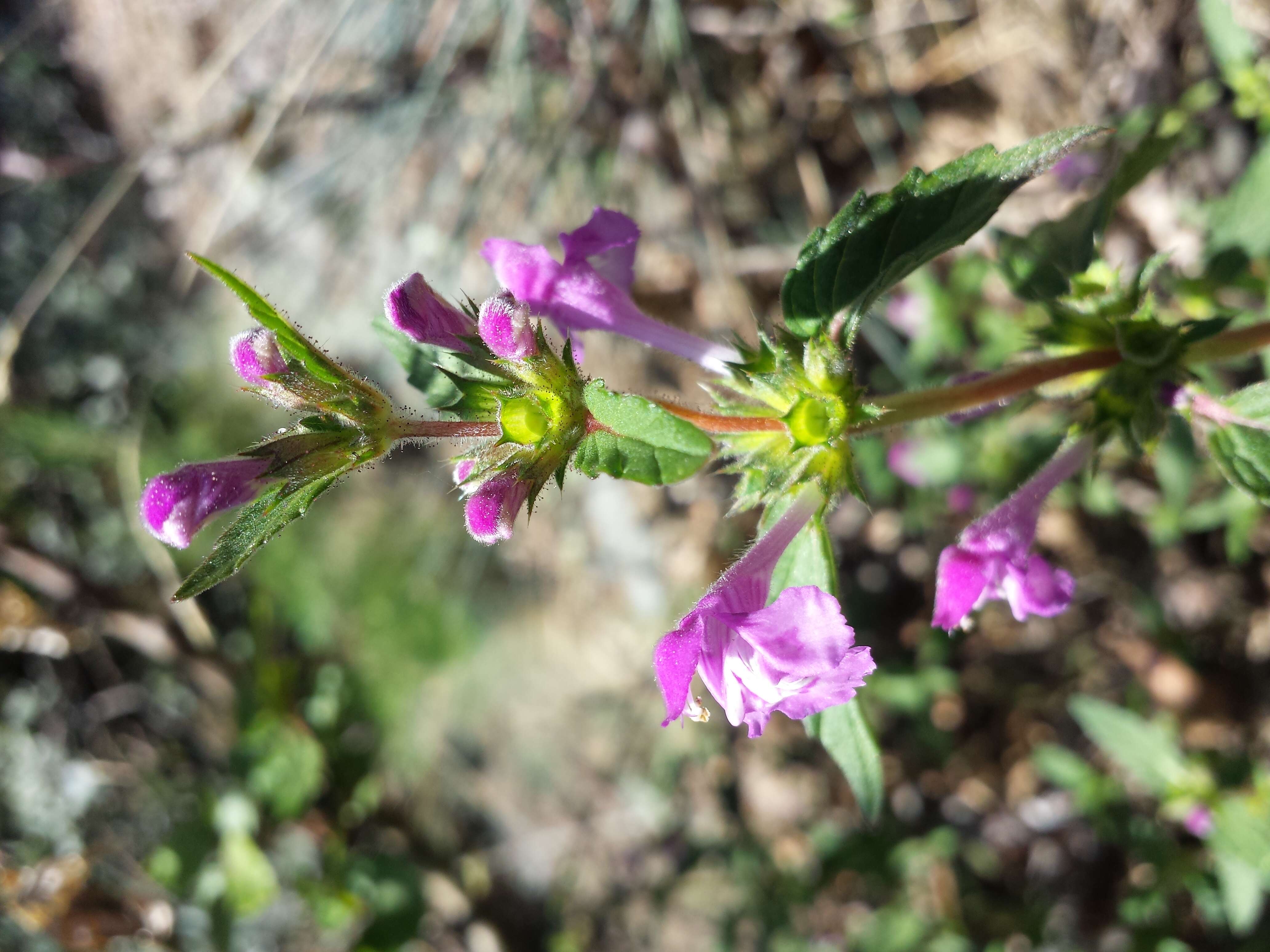 Imagem de Galeopsis ladanum L.