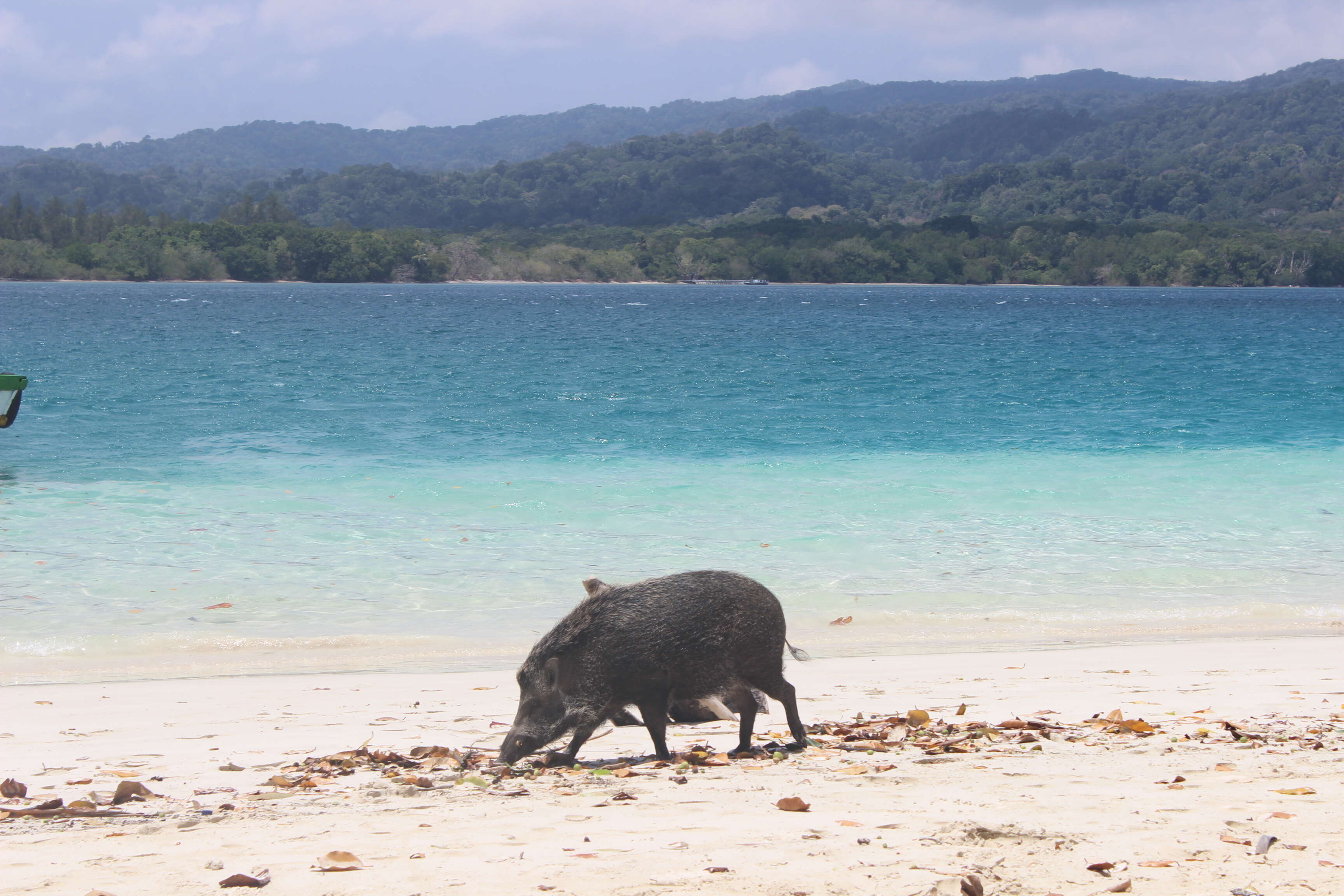 Sus scrofa vittatus Boie 1828 resmi