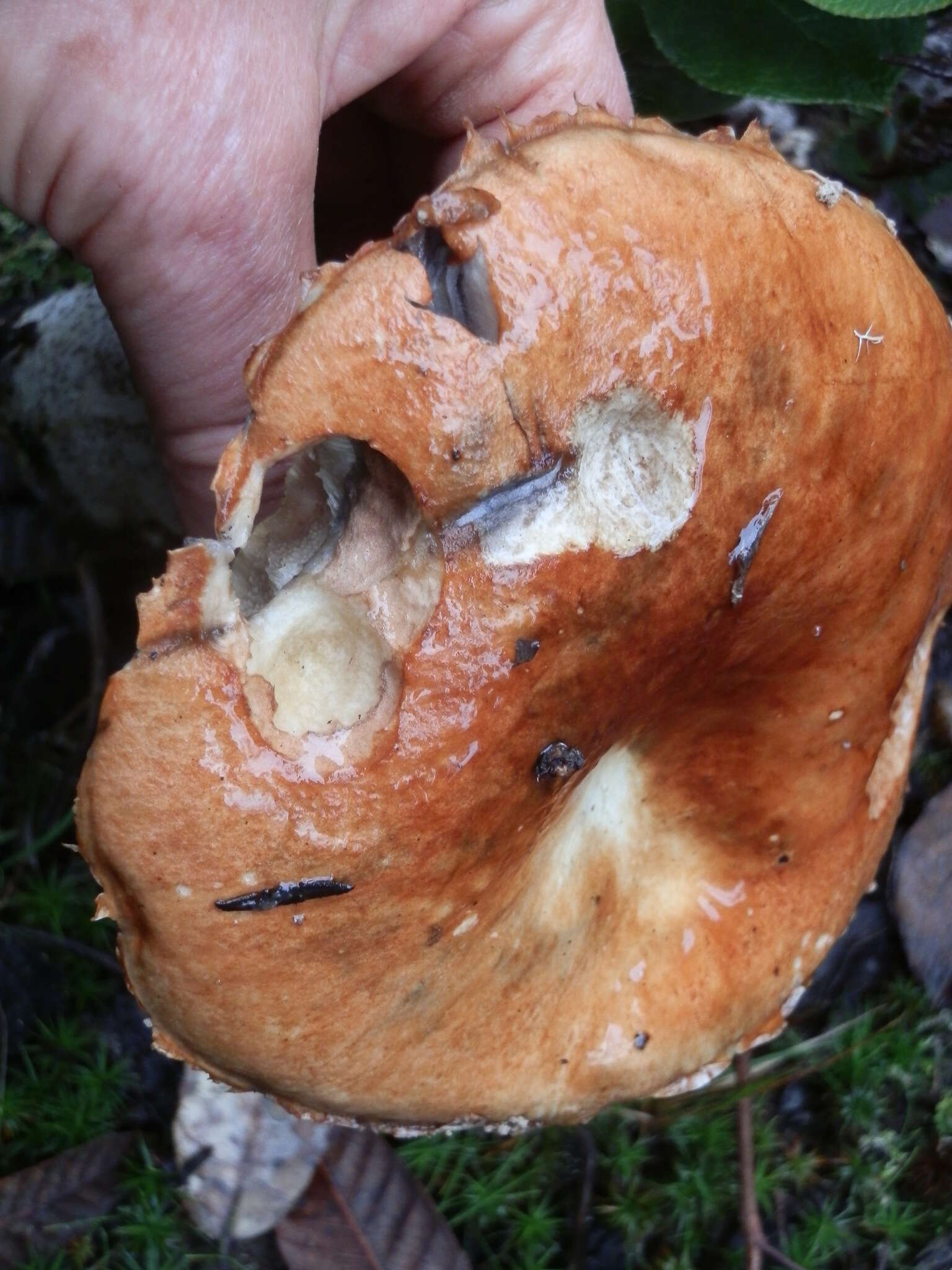 Image of Leccinum manzanitae Thiers 1971