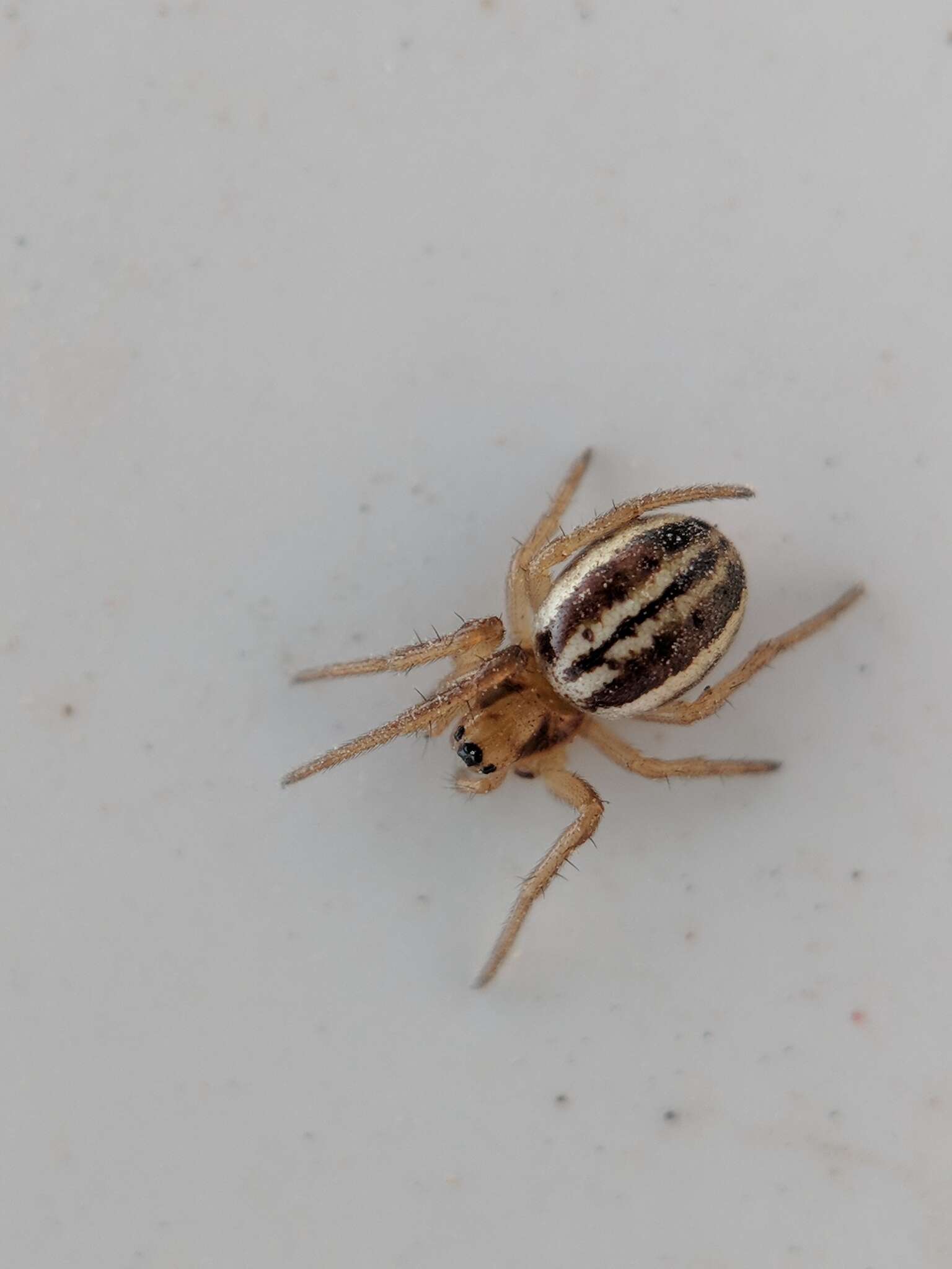 Image of Araneus pratensis (Emerton 1884)