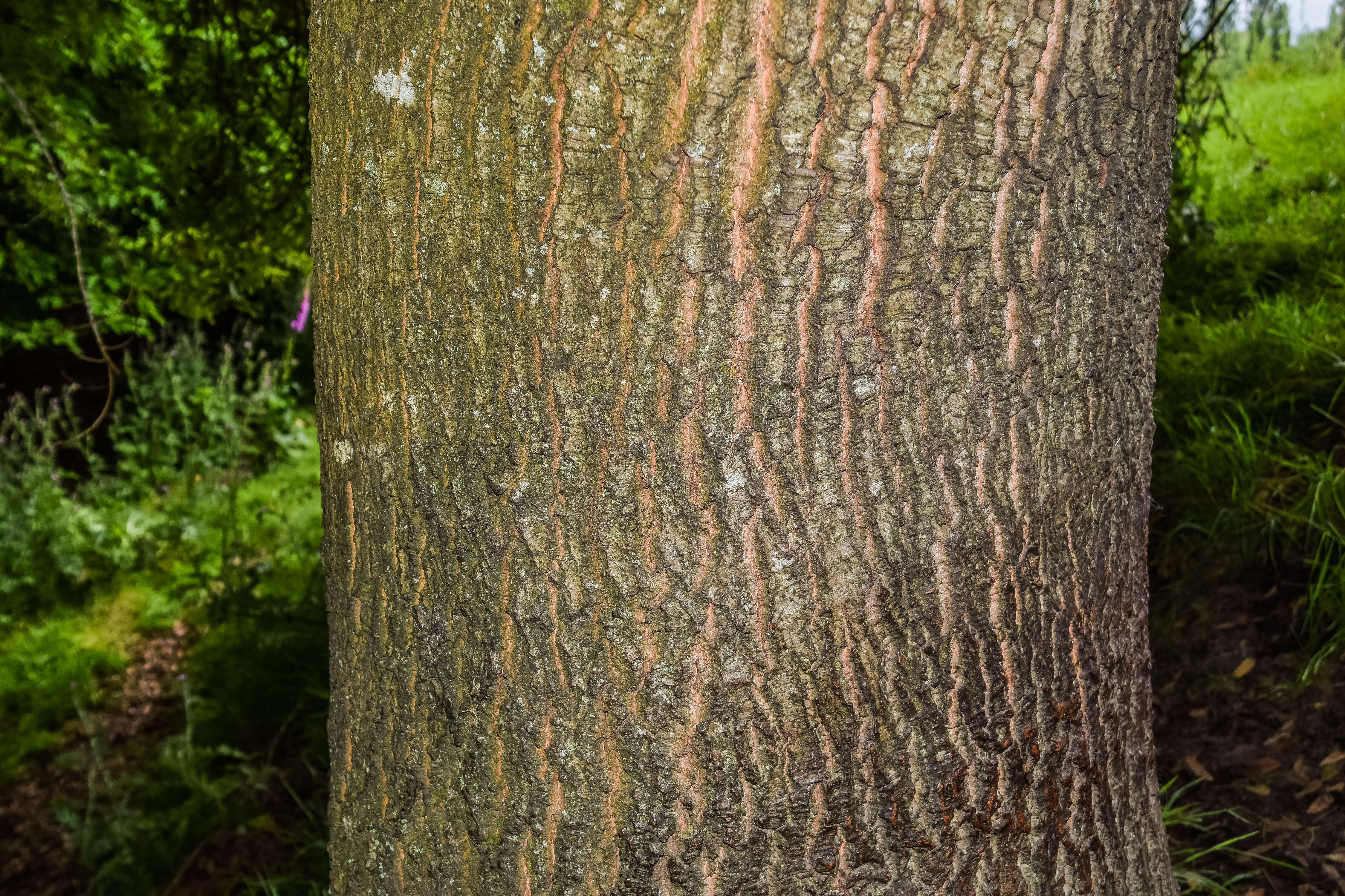 Image de Quercus salicifolia Née