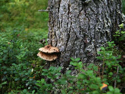 Image of Inonotus leporinus (Fr.) Gilb. & Ryvarden 1993