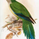 Image of Cliff Parakeet