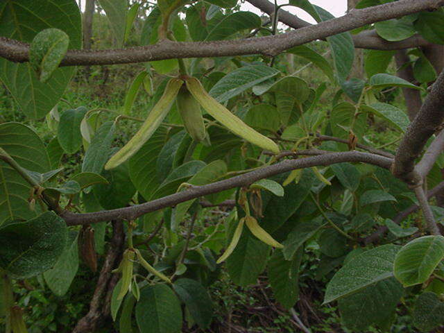 Plancia ëd Annona cherimola Mill.