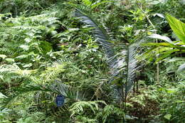 Image of Cycad