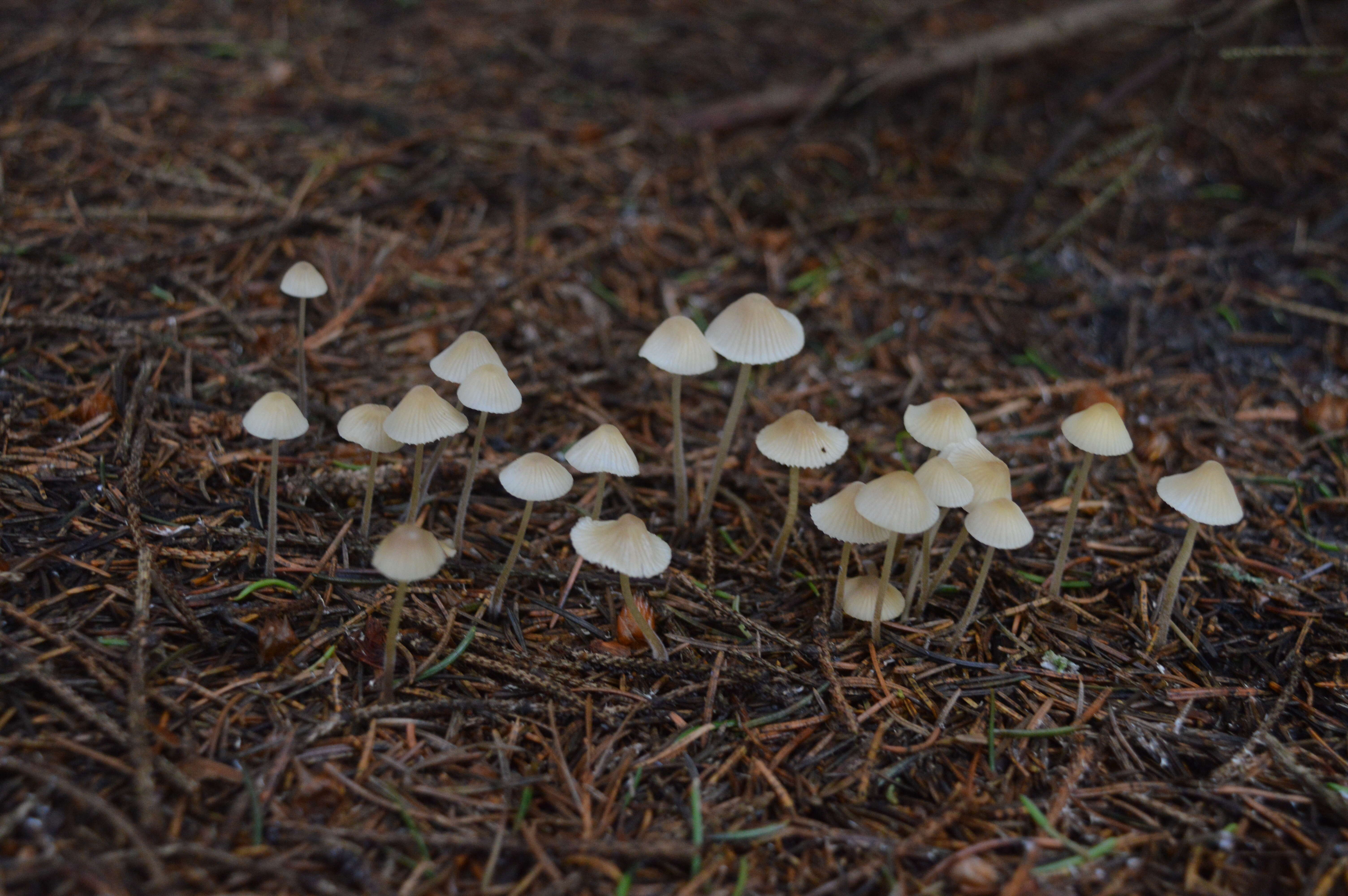 Слика од Mycena metata (Secr. ex Fr.) P. Kumm. 1871