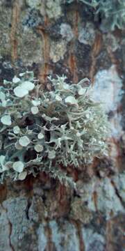 Image of Cartilage lichen