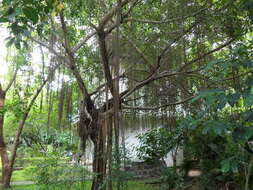 Image de Ficus benjamina L.