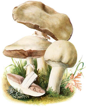 Image of Agaricus arvensis Schaeff. 1774