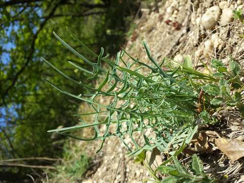 Image of Lactuca viminea (L.) J. & C. Presl